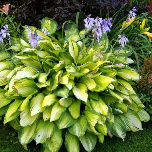 Хоста Паулс Глори