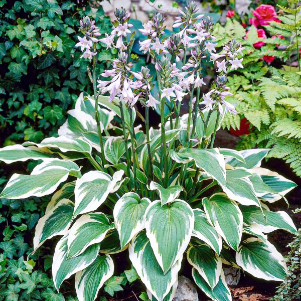 Хоста гибридная Antioch