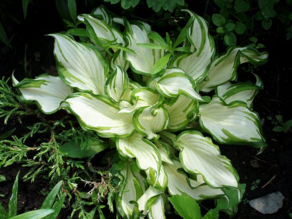 Хоста Жасминовая