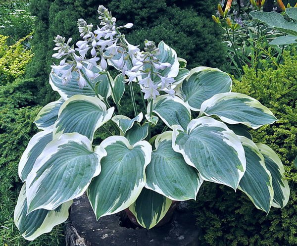 Хоста гибридная Орайонз Белт