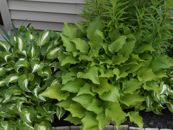 Хоста Подорожная