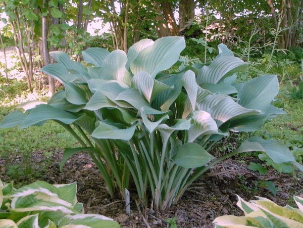 Хоста кросса Регал