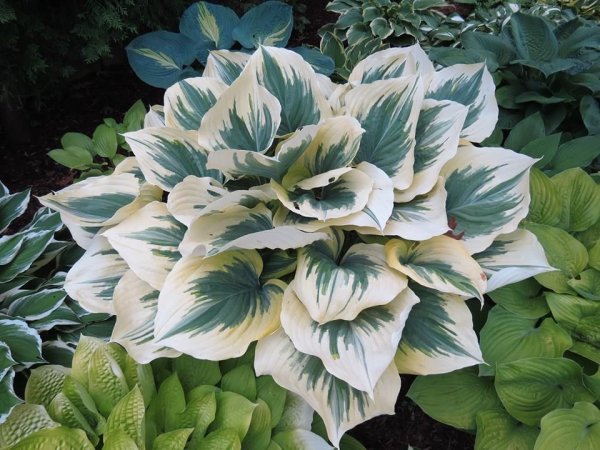 Хоста гибридная Либерти