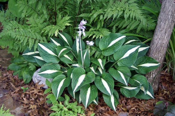 Хоста elata