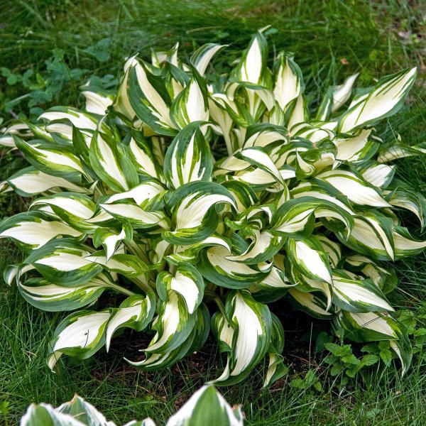 Хоста волнистая Медиовариегата цветение