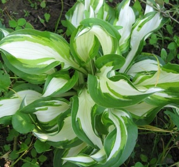 Хоста волнистая Медиовариегата