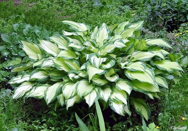 Хоста анфоргеттетейбл