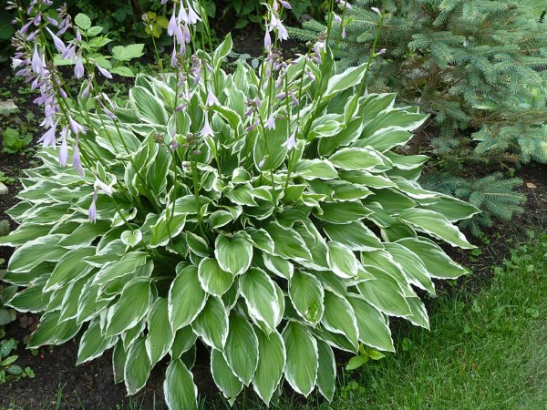 Хоста undulata albomarginata