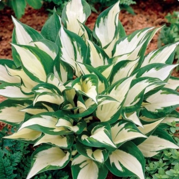 Хоста гибридная лоялист