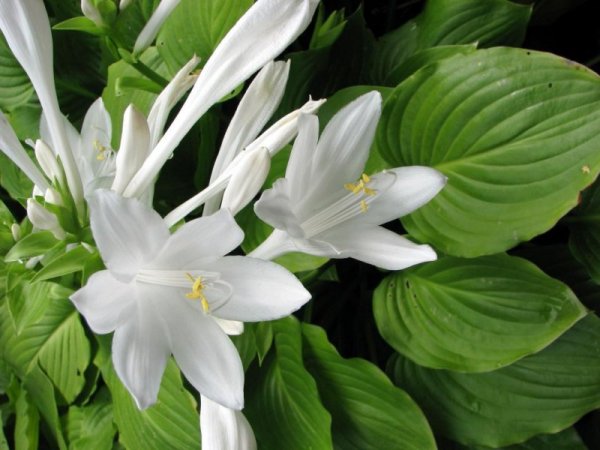 Хоста Лилия