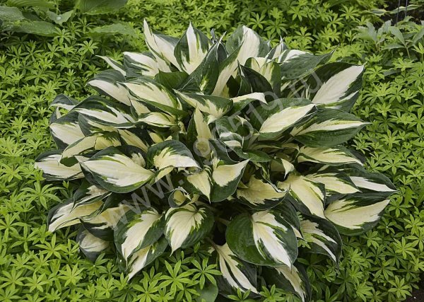 Хоста гибридная Loyalist