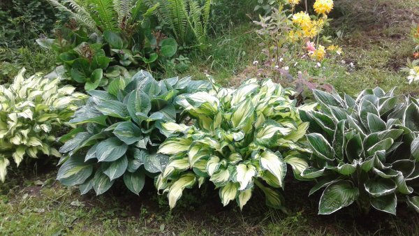 Хоста Уайт Фезе