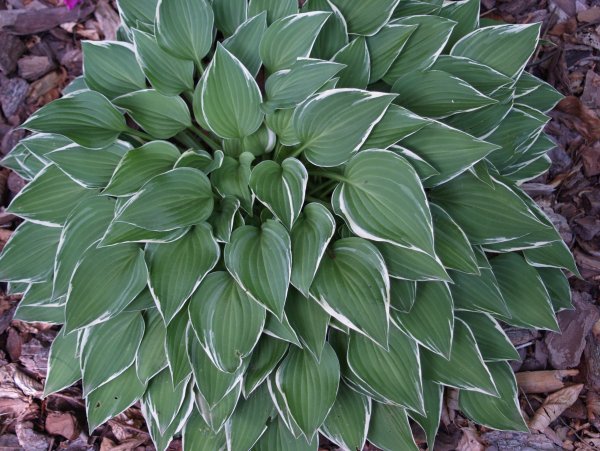 Хоста Седая