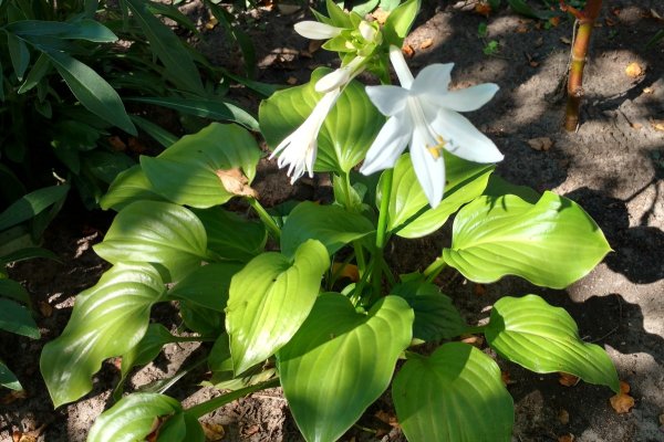 Хоста подорожниковая цветение