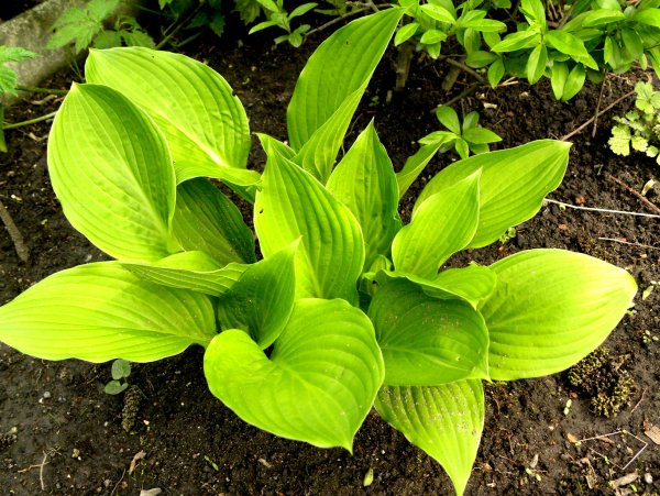 Хоста полосатая красночерешковая
