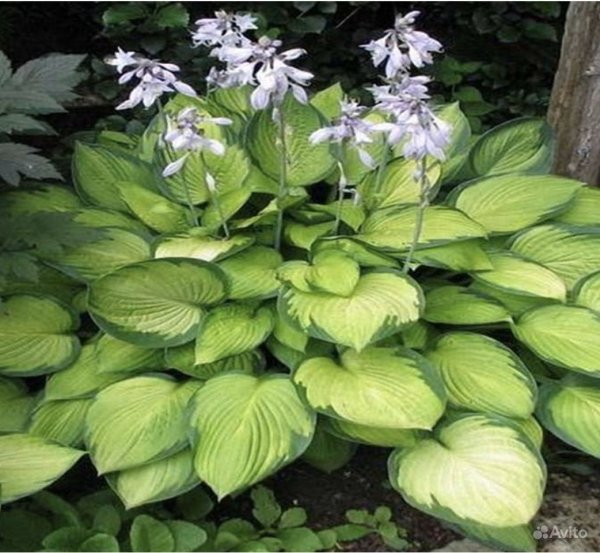 Хоста зеленая подорожниковая