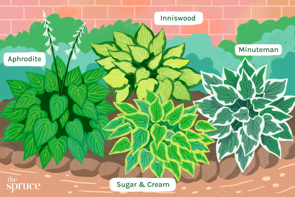 Рисунок хосты карандашом