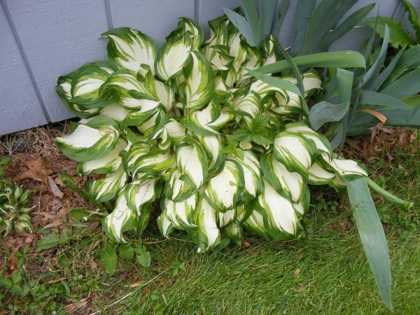 Курли Фирст Хоста