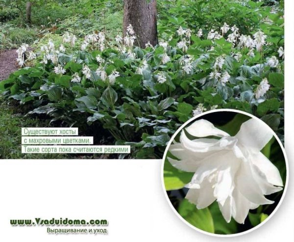 Хоста с махровыми цветками сорта
