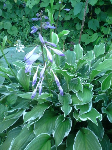 Хоста белоокаймленная цветение