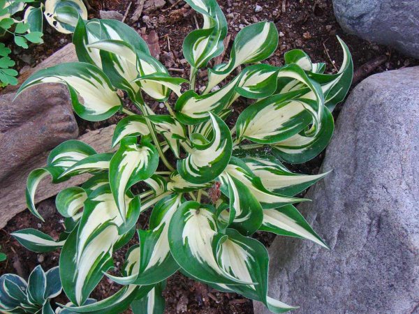 Хоста Вариегата