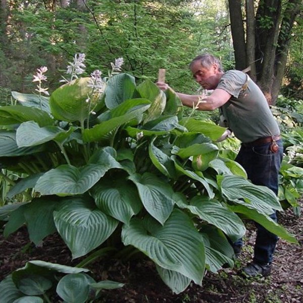 Хоста Эмпресс ву