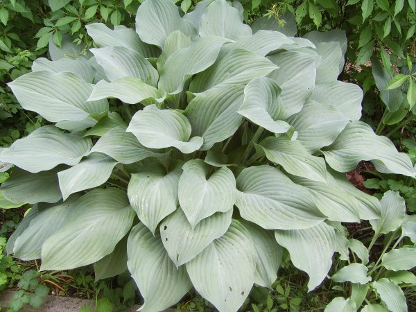 Хоста krossa Regal