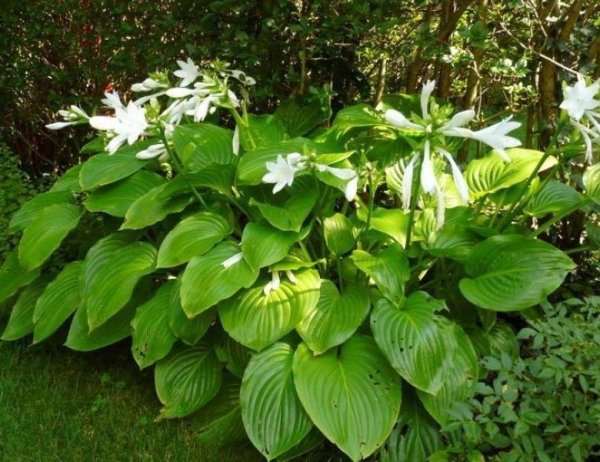 Хоста подорожниковая грандифлора