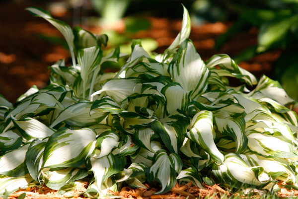 Хоста сорта