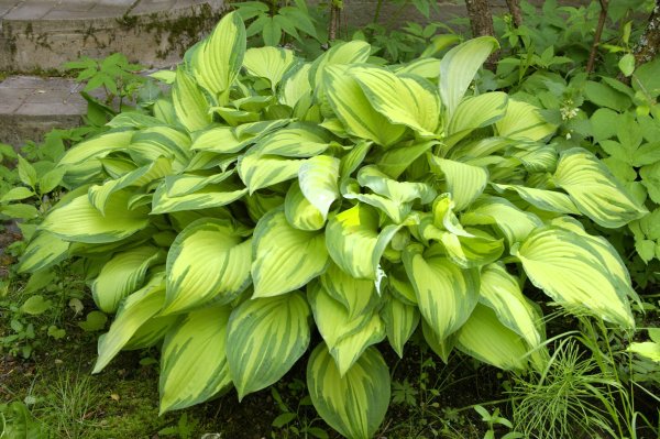 Хоста Форчуна Альбопикта
