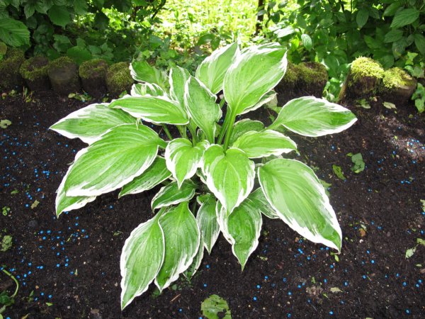 Хоста со Свифт