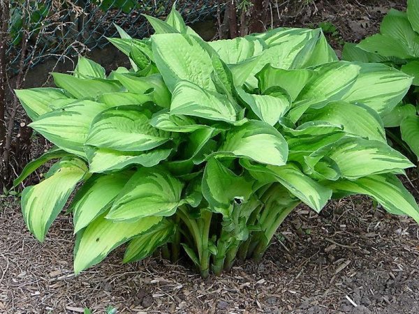 Хоста Фортуней