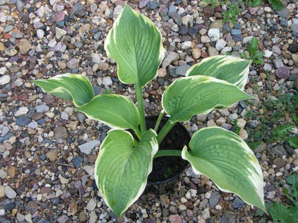 Хоста Клаймакс