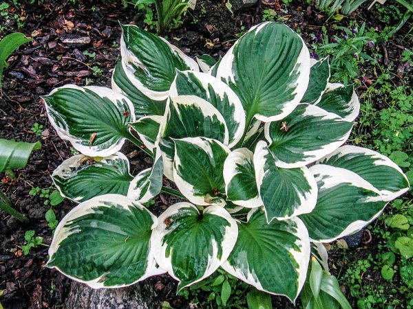 Хоста гибридная Дельта Дон