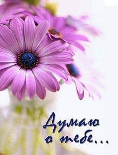 Я скучаю цветы