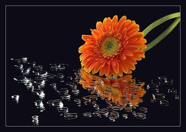 Спокойной ночи герберы