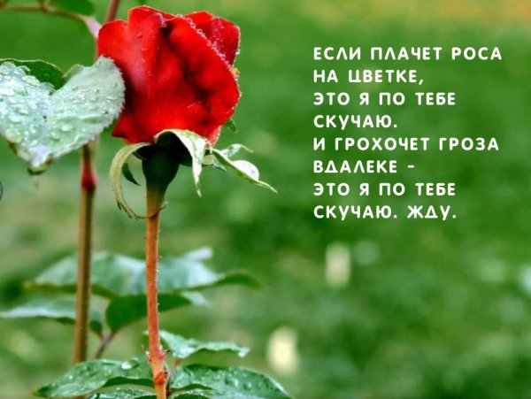 Цветы скучаю по тебе