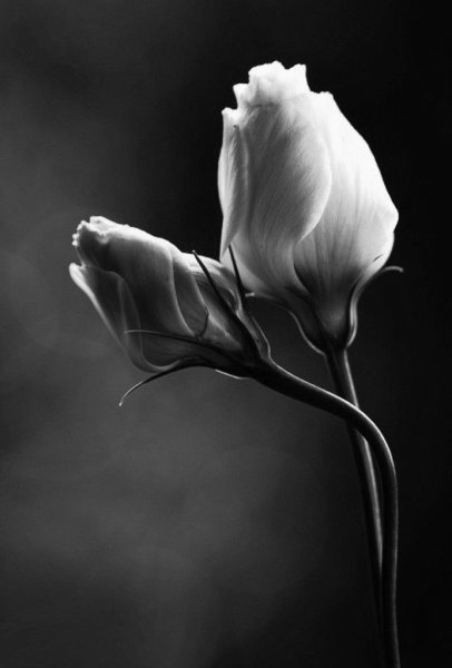 Картина цветы