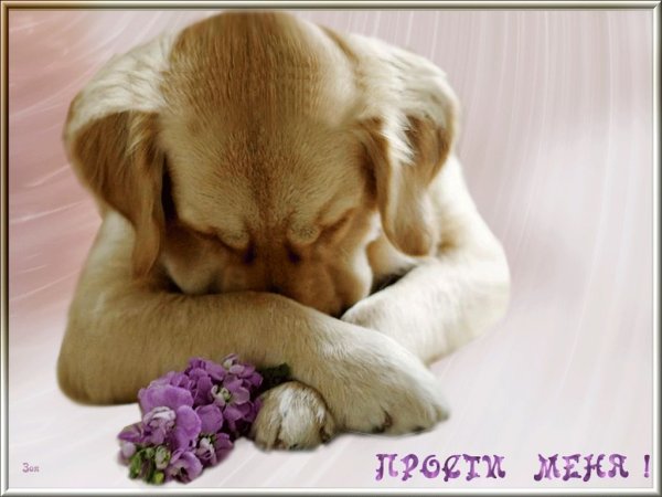 Открытки с извинениями