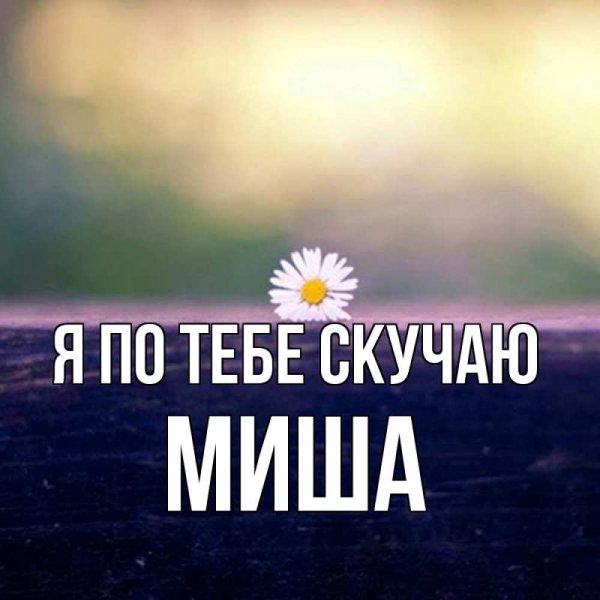 Лабрадор черный