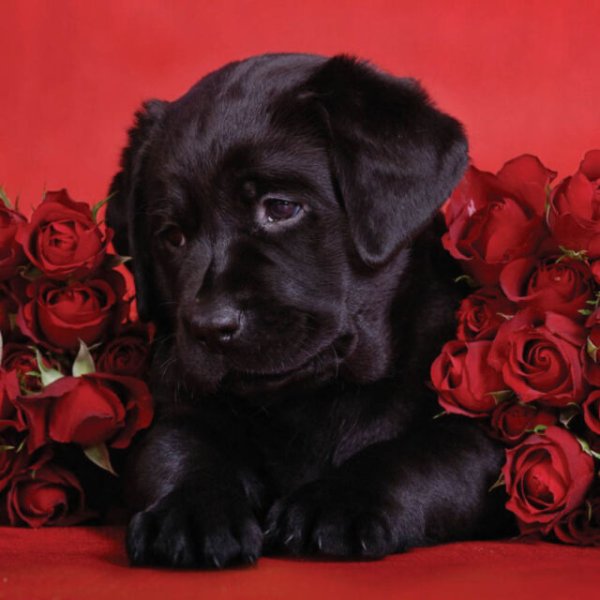 Красивые стихи красивой девушке