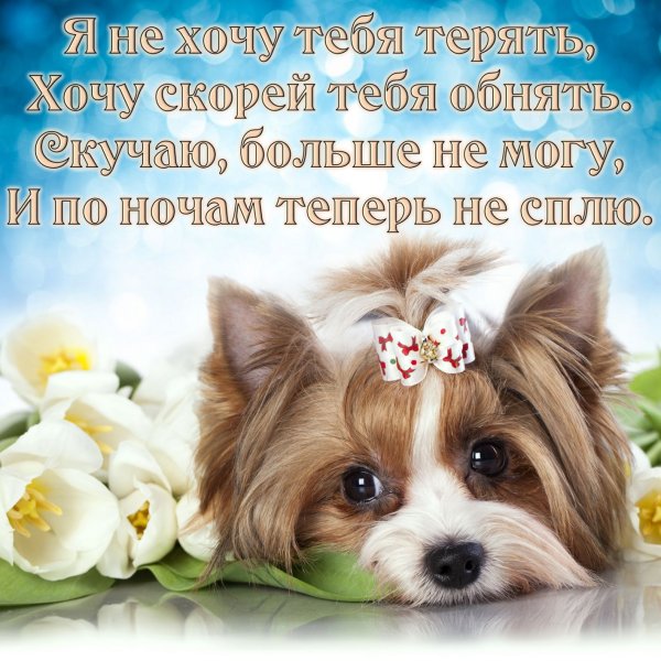 Анимашки скучаю