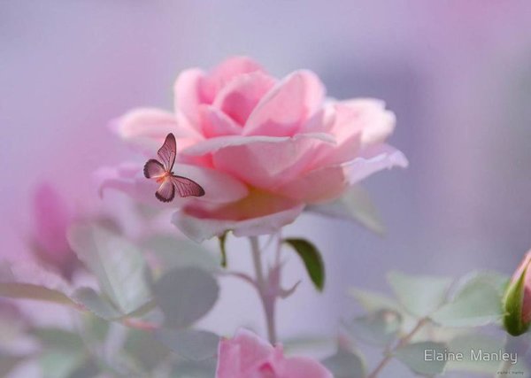 Душевные нежные цветы