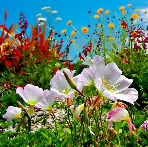 Весенне летние цветы