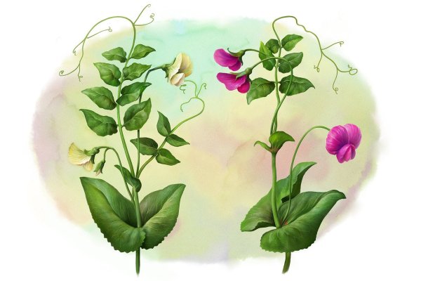 Цветок гороха