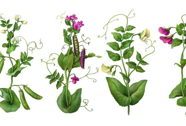 Горох растение на белом фоне