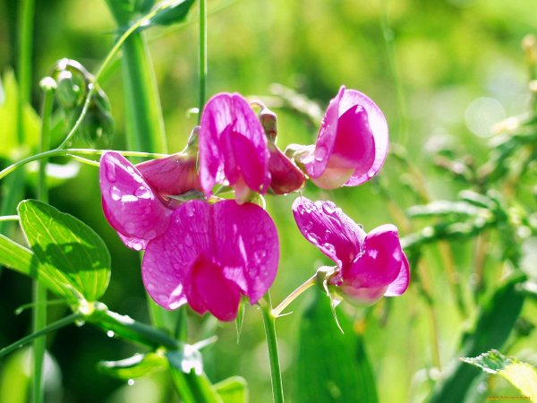 Луговой душистый горошек