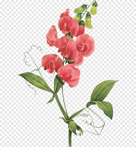 Душистый горошек Ботаническая иллюстрация