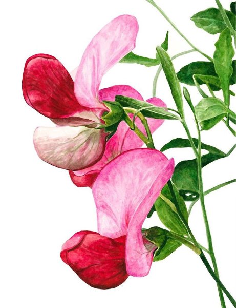 Ботаническая акварель Анна Мэсон