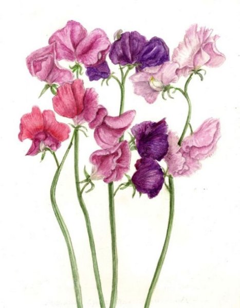 Душистый горошек сиреневый Дрозд